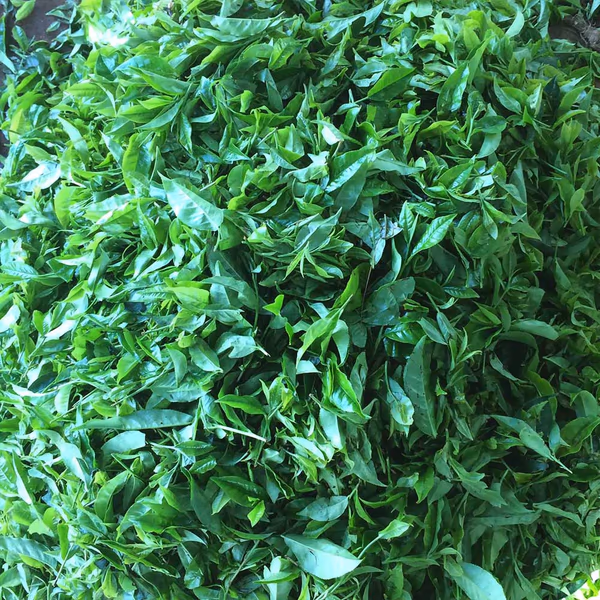 Rare Malawi Peony