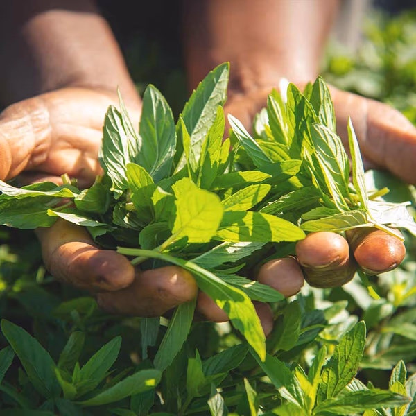 Malawi Spearmint