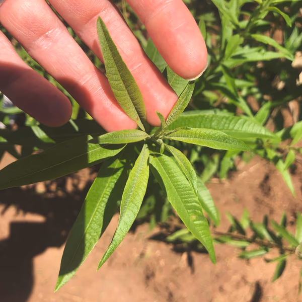 Malawi Lemon Verbena