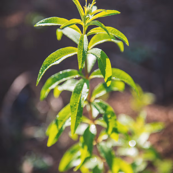 Lemon Blend
