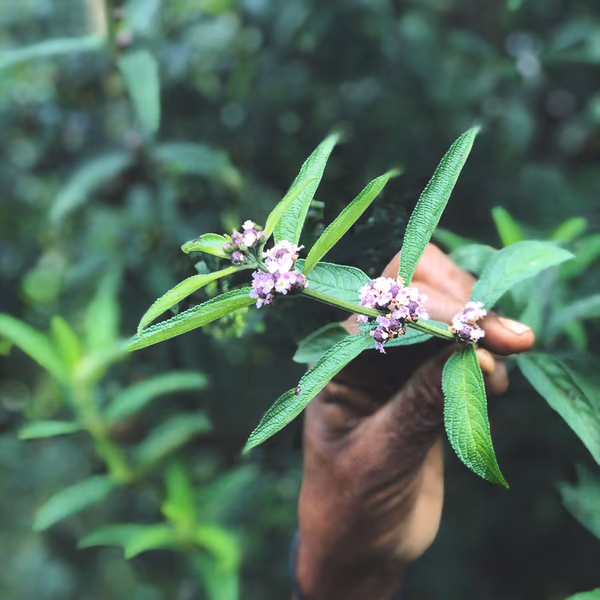 Ethiopian Koseret