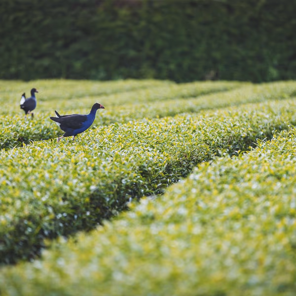 New Zealand Waikato Oolong